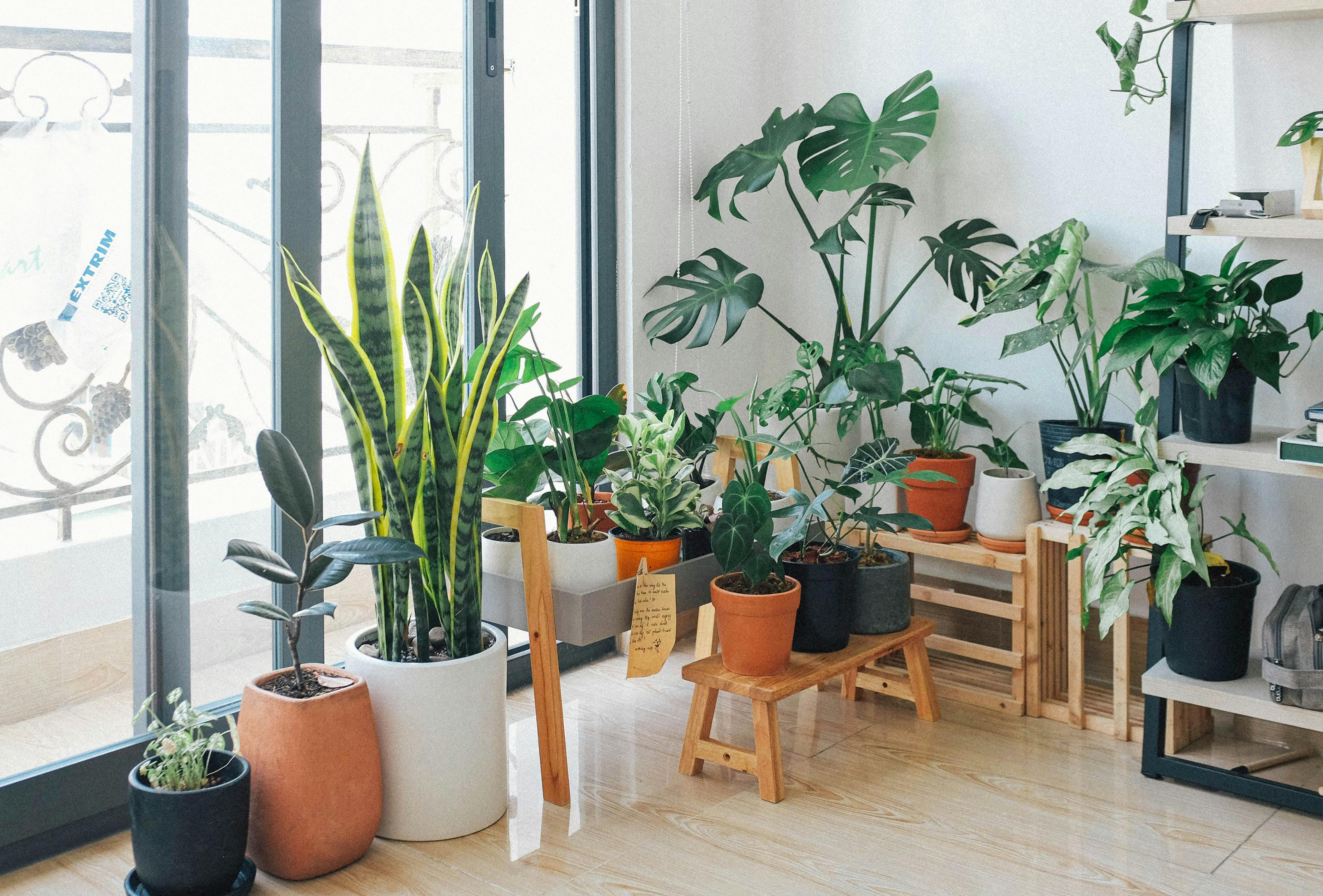 Indoor plants next to a laptop to refresh energy